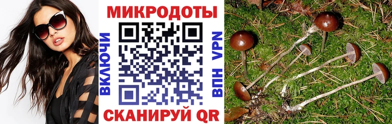 Псилоцибиновые грибы Psilocybine cubensis  omg   Новокубанск 